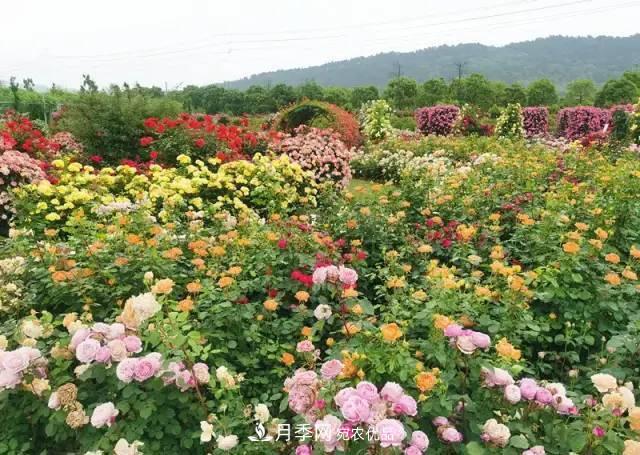 中國抖起來國慶網(wǎng)紅打卡地！蘇州月季花海等你來……(圖4)