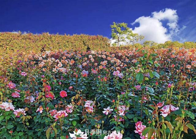 中國抖起來國慶網(wǎng)紅打卡地！蘇州月季花海等你來……(圖5)