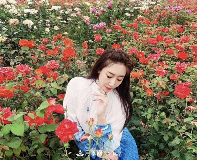 中國抖起來國慶網(wǎng)紅打卡地！蘇州月季花海等你來……(圖7)