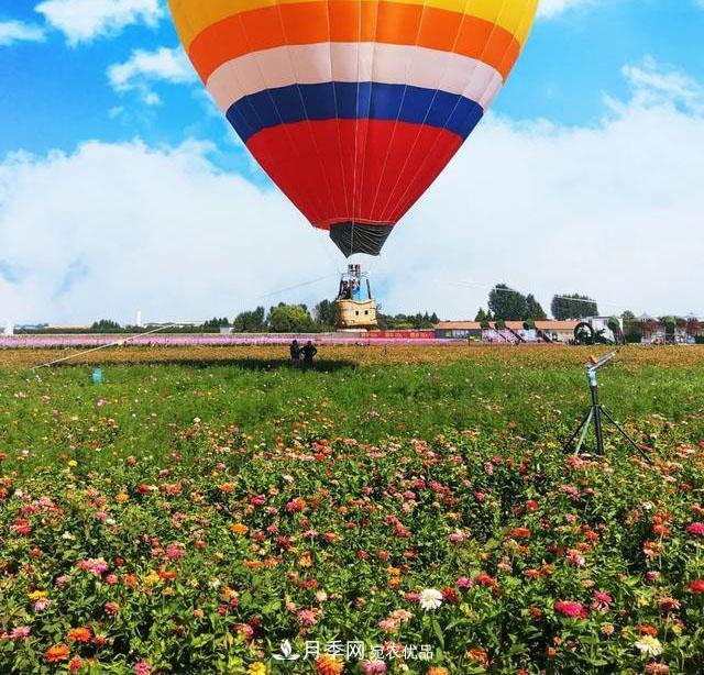 中國抖起來國慶網(wǎng)紅打卡地！蘇州月季花海等你來……(圖3)