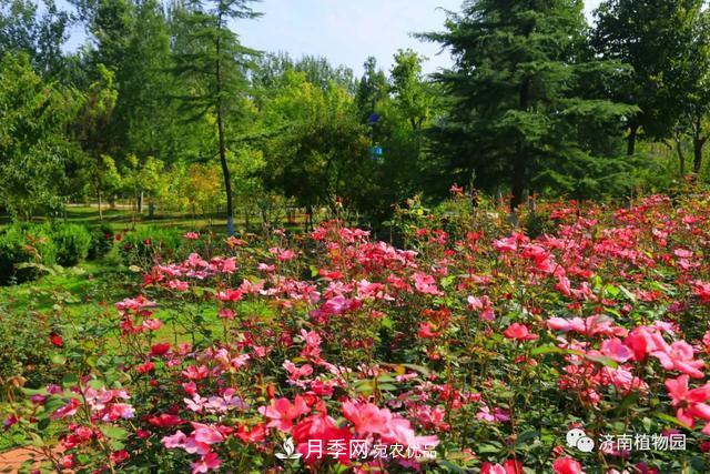 金秋花兒姹紫紅，山東濟(jì)南植物園萬株月季與您“約會”佳節(jié)(圖5)