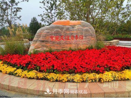 紀(jì)念南水北調(diào)南陽(yáng)深厚友誼，北京京宛友誼月季園開(kāi)園(圖1)