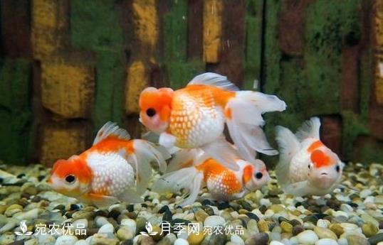 南陽鎮(zhèn)平：中國金魚之鄉(xiāng)，中國錦鯉之鄉(xiāng)的觀賞魚養(yǎng)殖產(chǎn)業(yè)(圖1)