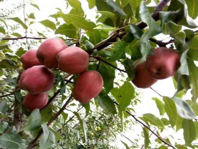 1-3年生全紅梨樹(shù)苗方城基地直銷！成活率高 價(jià)值突出(圖3)