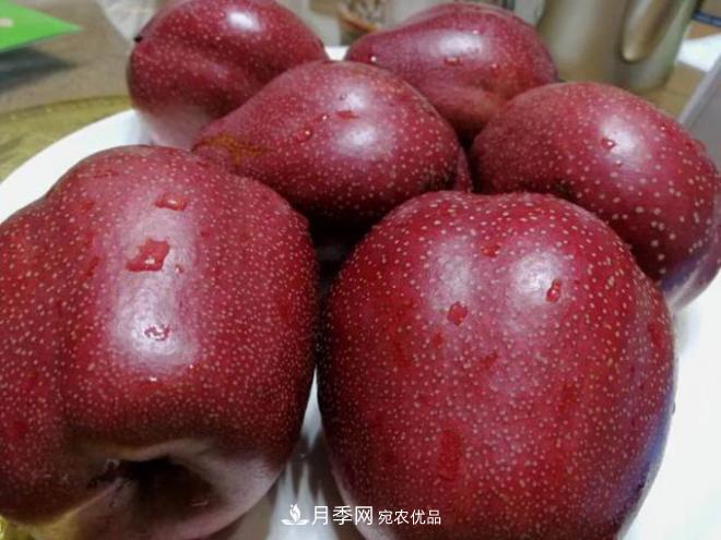1-3年生全紅梨樹(shù)苗方城基地直銷！成活率高 價(jià)值突出(圖2)