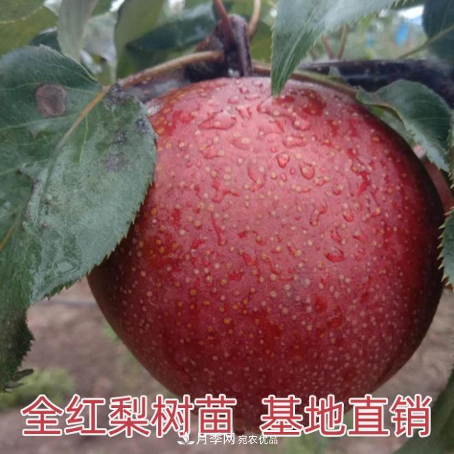1-3年生全紅梨樹(shù)苗方城基地直銷！成活率高 價(jià)值突出(圖1)