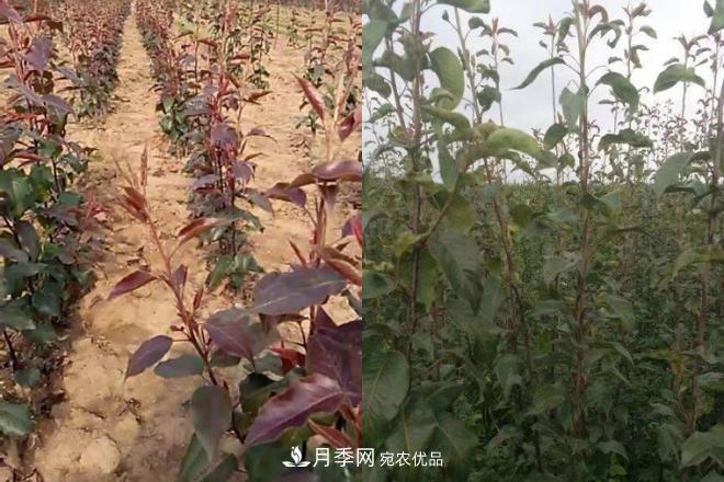 1-3年生全紅梨樹(shù)苗方城基地直銷！成活率高 價(jià)值突出(圖4)