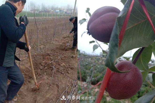 1-3年生全紅梨樹(shù)苗方城基地直銷！成活率高 價(jià)值突出(圖6)