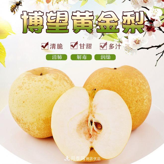南陽方城博望黃金梨2年3年生梨樹苗基地批發(fā)價(jià)格15元(圖1)