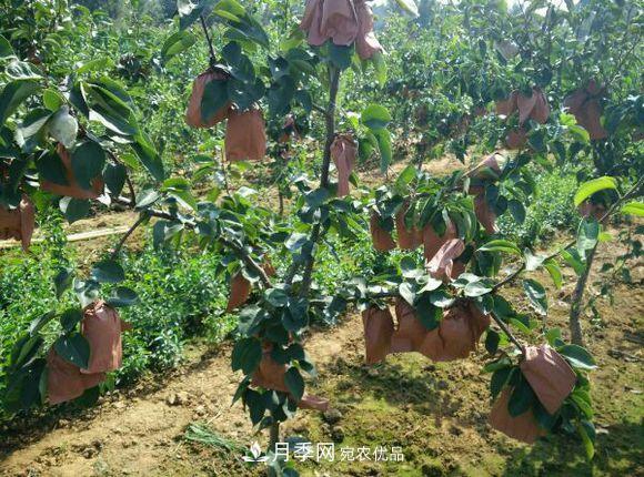 南陽方城博望黃金梨2年3年生梨樹苗基地批發(fā)價(jià)格15元(圖2)