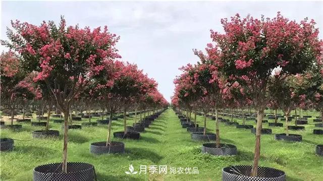 什么樣的南陽苗木才能賣出高價(jià)！(圖2)
