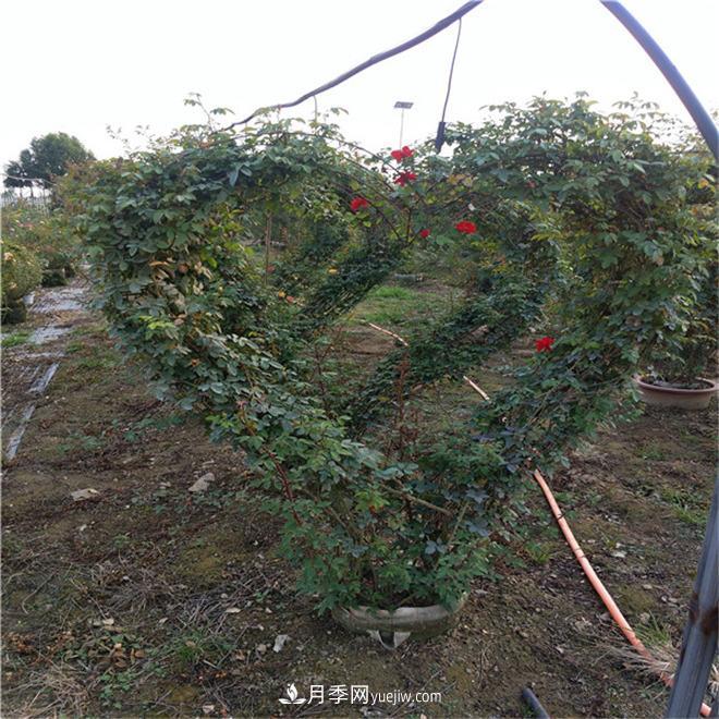 心形月季造型，新型造型月季景觀(圖3)