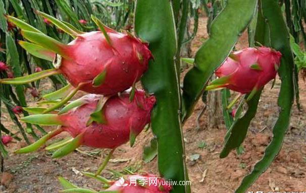 南陽火龍果苗種植方法簡單易成活，記住五點(diǎn)產(chǎn)量高(圖2)