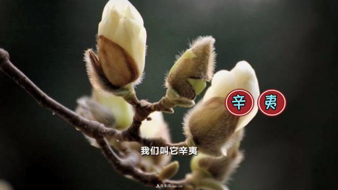 公園里種的玉蘭也是一味藥材，是真的嗎？(圖3)