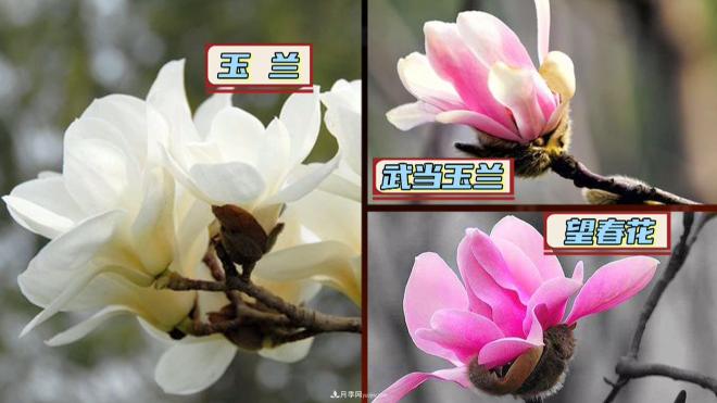 公園里種的玉蘭也是一味藥材，是真的嗎？(圖2)
