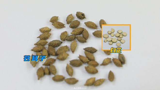 公園里種的玉蘭也是一味藥材，是真的嗎？(圖6)