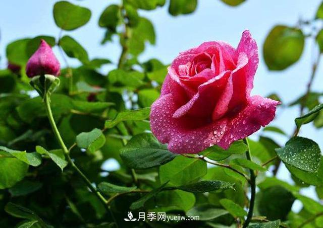 花也分三六九等么？何為一品九命？(圖1)