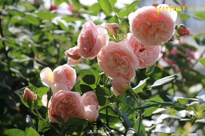 這6種月季，抗病強(qiáng)花量大還耐曬，養(yǎng)一棵就很美(圖7)