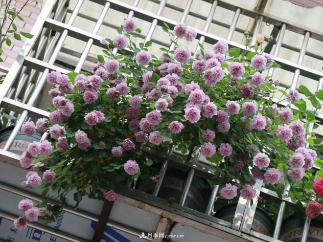 這6種月季，抗病強(qiáng)花量大還耐曬，養(yǎng)一棵就很美(圖8)