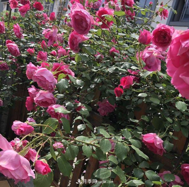 非?！扒趭^”的4個(gè)月季品種，1年開花不斷，關(guān)鍵抗病性好(圖4)