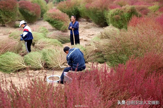 山西臨汾65歲農(nóng)民大叔種“彩色草”，編織致富夢年收入10萬元(圖4)