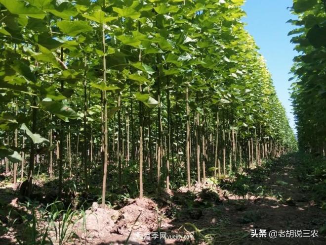 楸樹價格看漲，市價已經(jīng)達到3800元/立方，楸木為啥這么貴？(圖1)