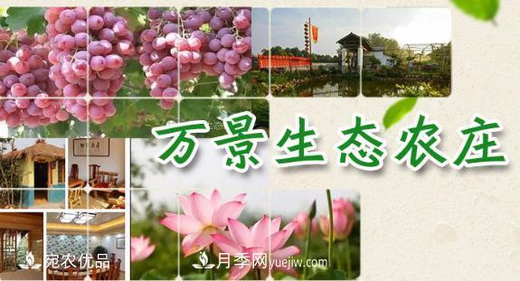 南召縣萬景園林張園園，玉蘭樹苗木創(chuàng)業(yè)造福鄉(xiāng)梓(圖1)