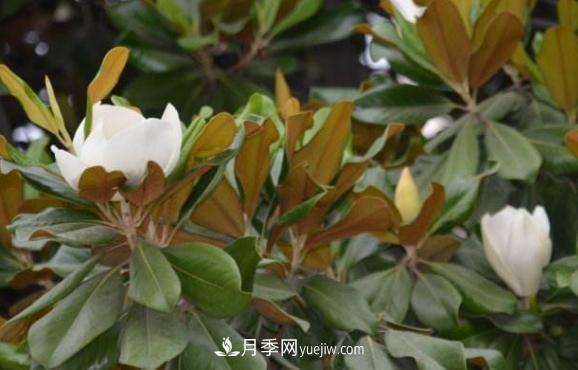 南召縣張德倉，玉蘭苗木大王創(chuàng)業(yè)記(圖1)