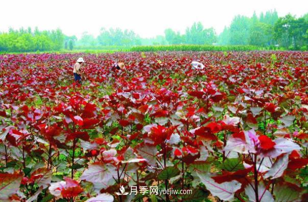 南陽(yáng)桐柏縣紅葉楊苗木基地鋪開致富路(圖1)
