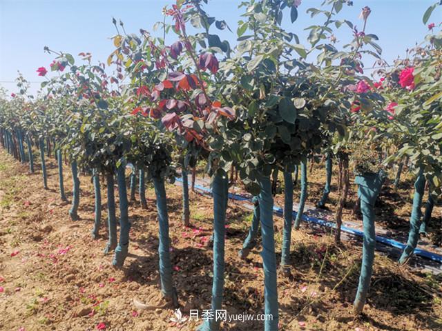 如何做好南陽(yáng)苗木的冬季防寒防凍措施？(圖1)
