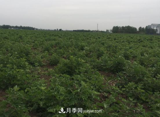 艾草種植技術(shù)為什么選南陽，為什么選國醫(yī)仲景公司？(圖1)