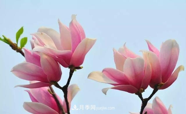 玉蘭飄香溢山鄉(xiāng)——南陽(yáng)南召玉蘭產(chǎn)業(yè)紀(jì)實(shí)(圖5)