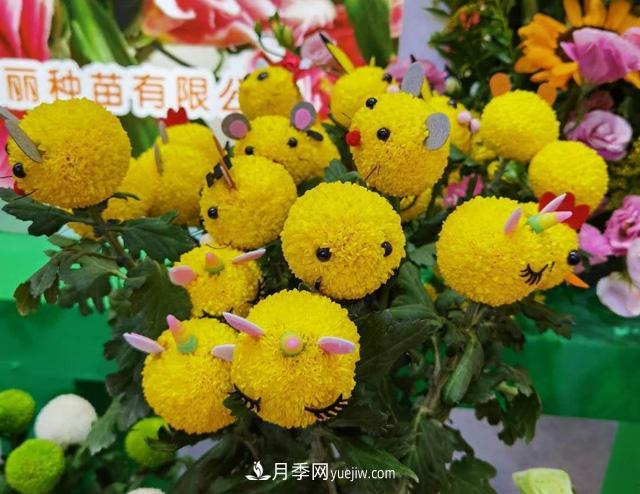 遼寧花卉，合肥斗艷，走進(jìn)2020年中國安徽名優(yōu)農(nóng)產(chǎn)品交易會(huì)(圖2)