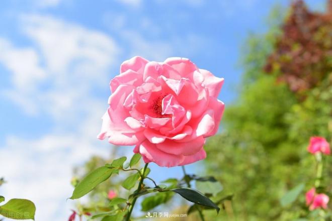 新手如何種植月季花？詳細攻略教程請查收(圖3)