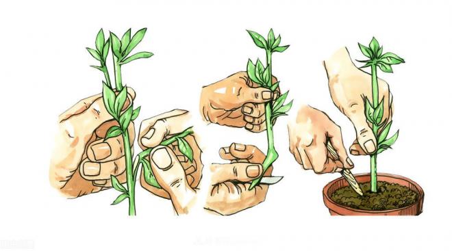 新手如何種植月季花？詳細攻略教程請查收(圖2)