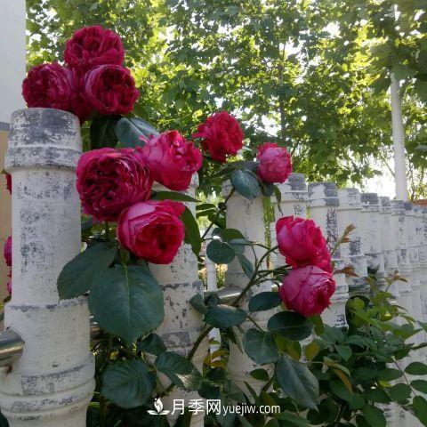 想要打造網(wǎng)紅月季花墻，只要這三步，你也可以擁有花海(圖2)