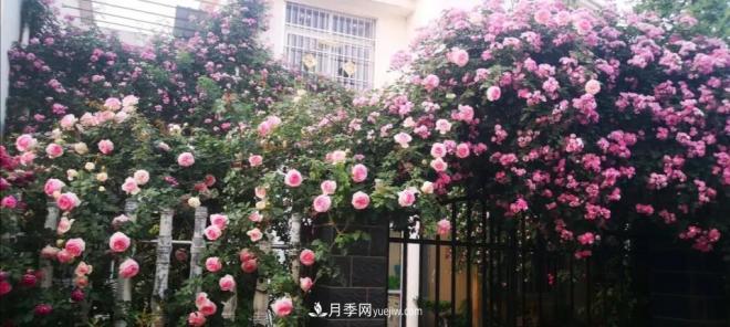 想要打造網(wǎng)紅月季花墻，只要這三步，你也可以擁有花海(圖3)