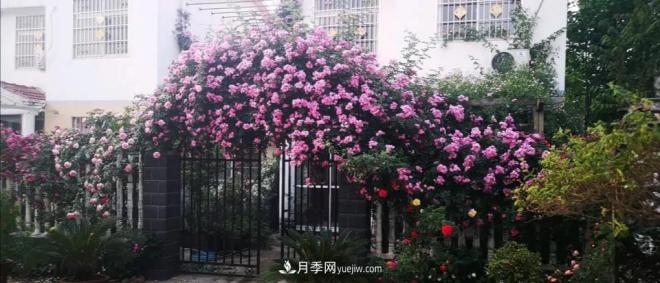 想要打造網(wǎng)紅月季花墻，只要這三步，你也可以擁有花海(圖4)