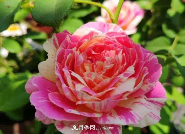 10種多刺月季籬笆防護(hù)用，修剪也需要小心(圖2)