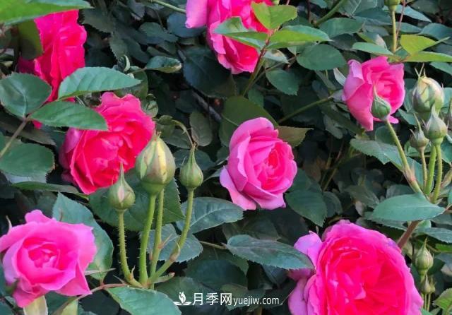 10種多刺月季籬笆防護(hù)用，修剪也需要小心(圖5)