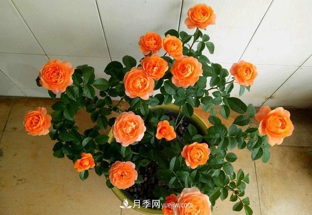 四種對光照要求高的月季花，適合放在北陽臺(圖1)