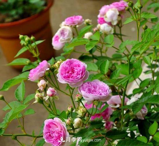 四種對光照要求高的月季花，適合放在北陽臺(圖5)