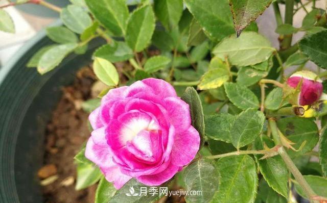 四種對光照要求高的月季花，適合放在北陽臺(圖4)