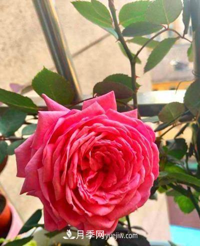 四種對光照要求高的月季花，適合放在北陽臺(圖3)