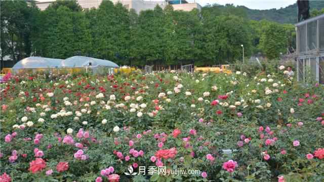 花開華南地區(qū)，哪些月季品種，征服了廣州這片“熱土”？(圖1)