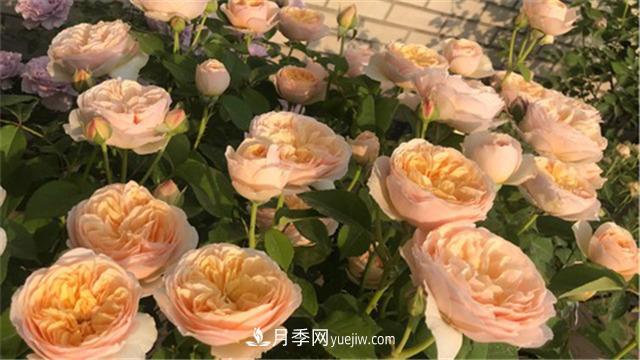 花開華南地區(qū)，哪些月季品種，征服了廣州這片“熱土”？(圖2)