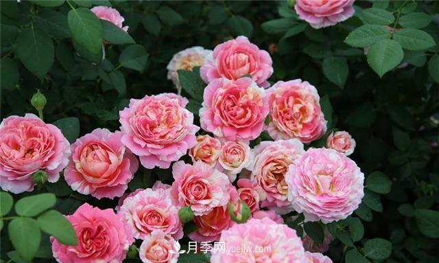 花開華南地區(qū)，哪些月季品種，征服了廣州這片“熱土”？(圖3)
