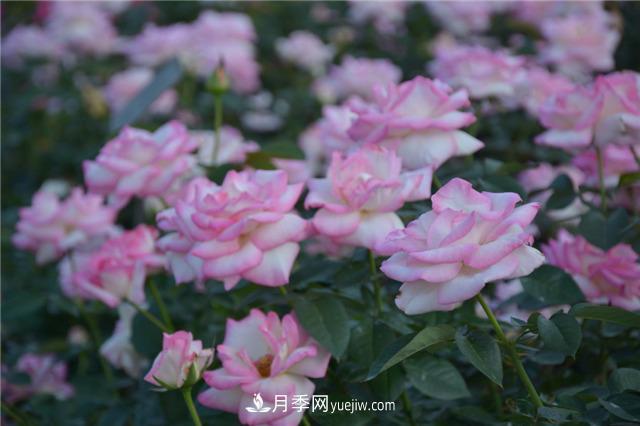 花開華南地區(qū)，哪些月季品種，征服了廣州這片“熱土”？(圖4)