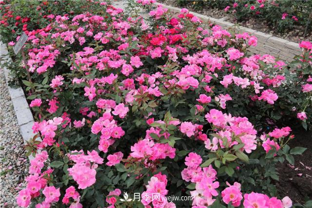 花開華南地區(qū)，哪些月季品種，征服了廣州這片“熱土”？(圖5)