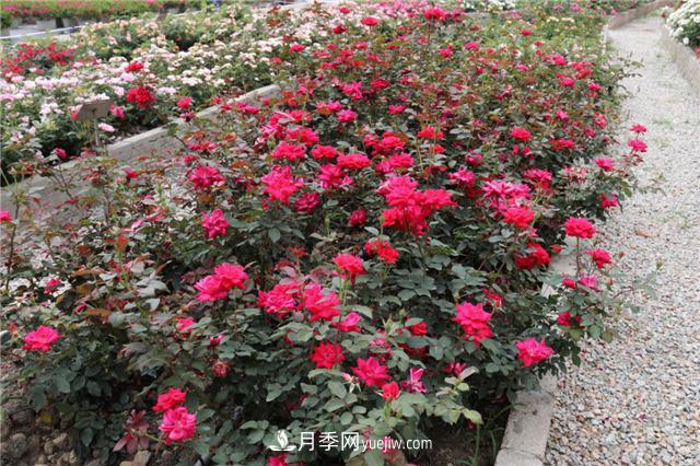 花開華南地區(qū)，哪些月季品種，征服了廣州這片“熱土”？(圖6)